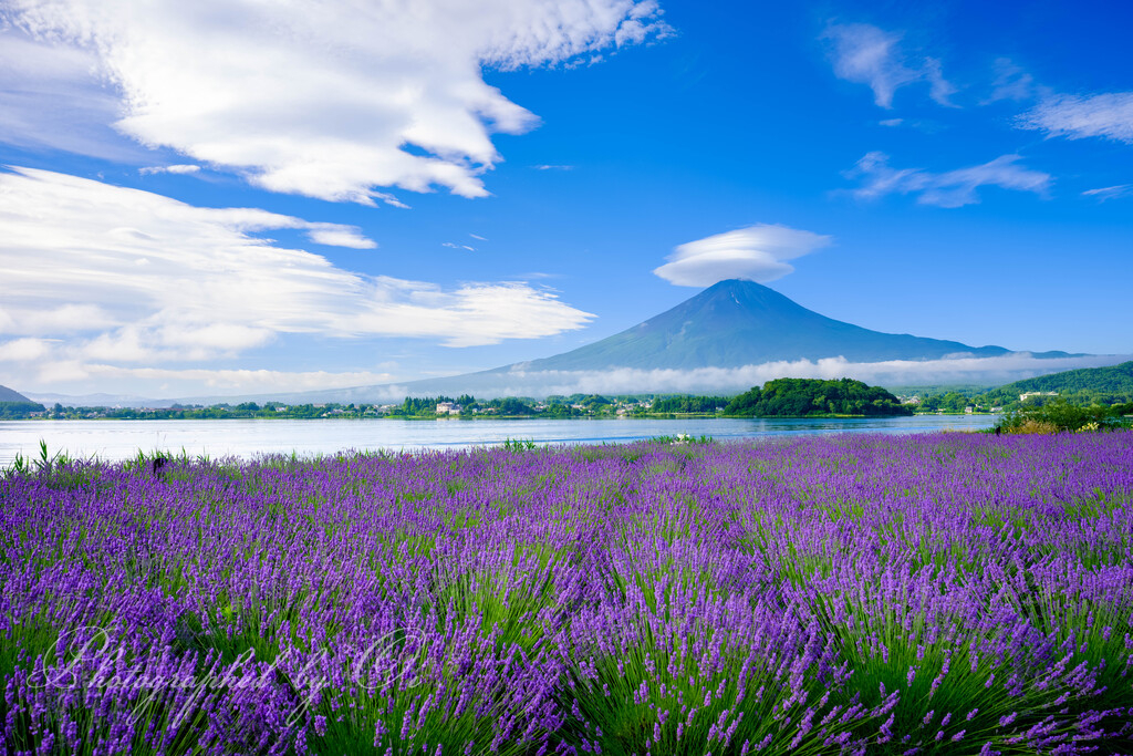 「夏空ラベンダー」